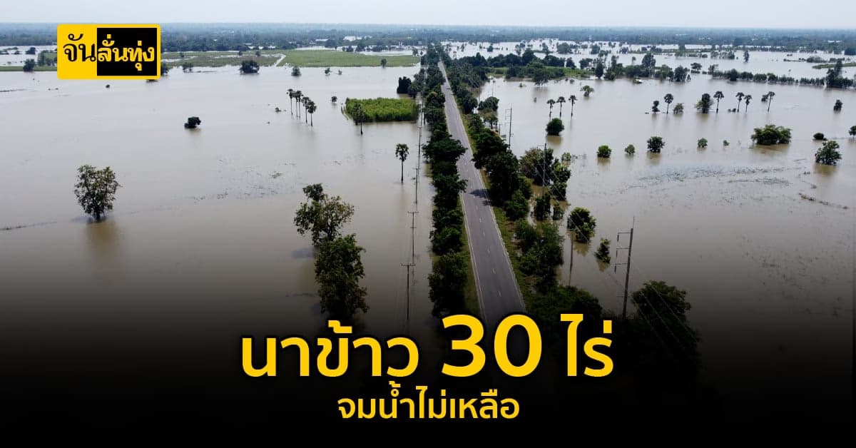 สุดช้ำ!!! น้ำท่วมนาไม่ทันได้เก็บเกี่ยว 30 ไร่ไม่เหลืออะไรเลย