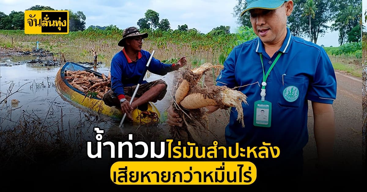น้ำท่วมหนัก มันสำปะหลัง เน่าเสียหายกว่าหมื่นไร่