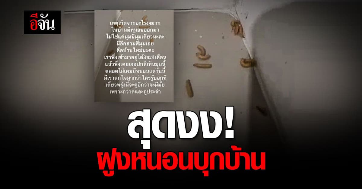 สาวสุดงง ย้ายเข้าบ้านหลังใหม่ แต่เจอหนอนบุกบ้าน เลื้อยกันยุบยับ