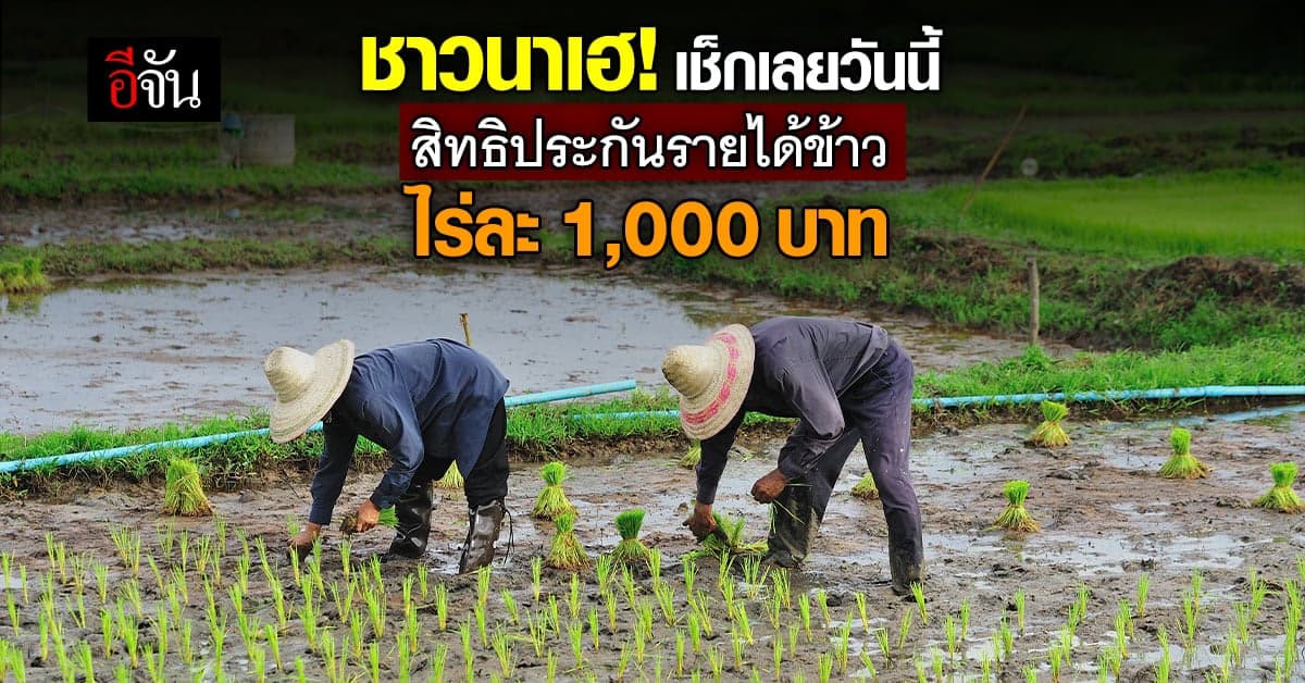 ชาวนาเฮ! ประกันรายได้ข้าว รัฐจ่ายไร่ละ 1,000 บาท เช็กเลย