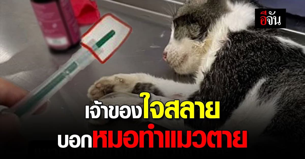 ใจสลาย เจ้าของพาแมวไปรักษา แต่หมอทำแมวตาย
