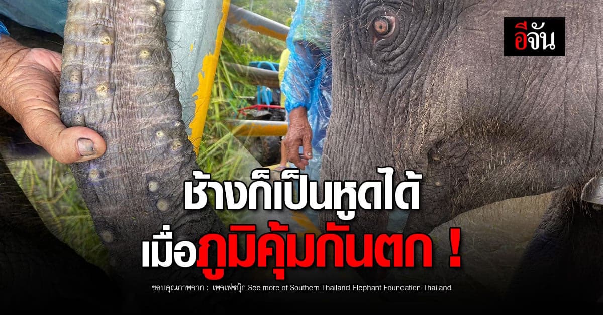 หูดในช้าง พบได้ในช้างเด็กที่ภูมิคุ้มกันตก