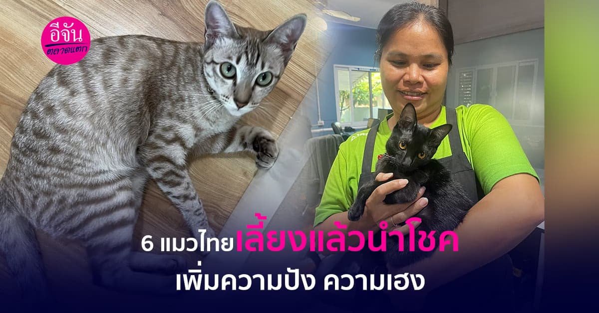 6 แมวไทย เลี้ยงแล้วนำโชค เพิ่มความปัง ความเฮง