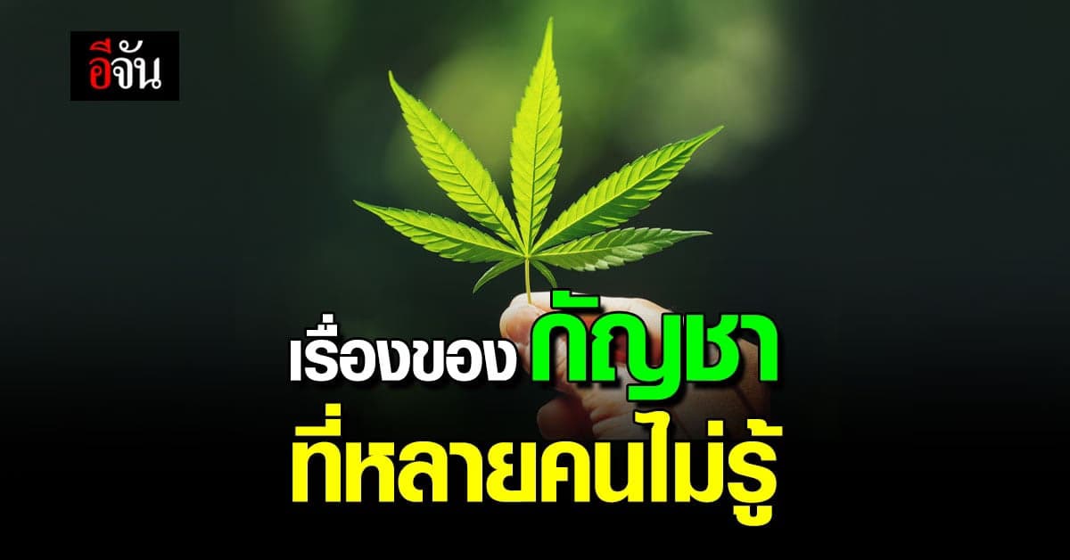 เรื่องผิดๆ ที่คนมักเข้าใจ ในการใช้กัญชารักษาโรค