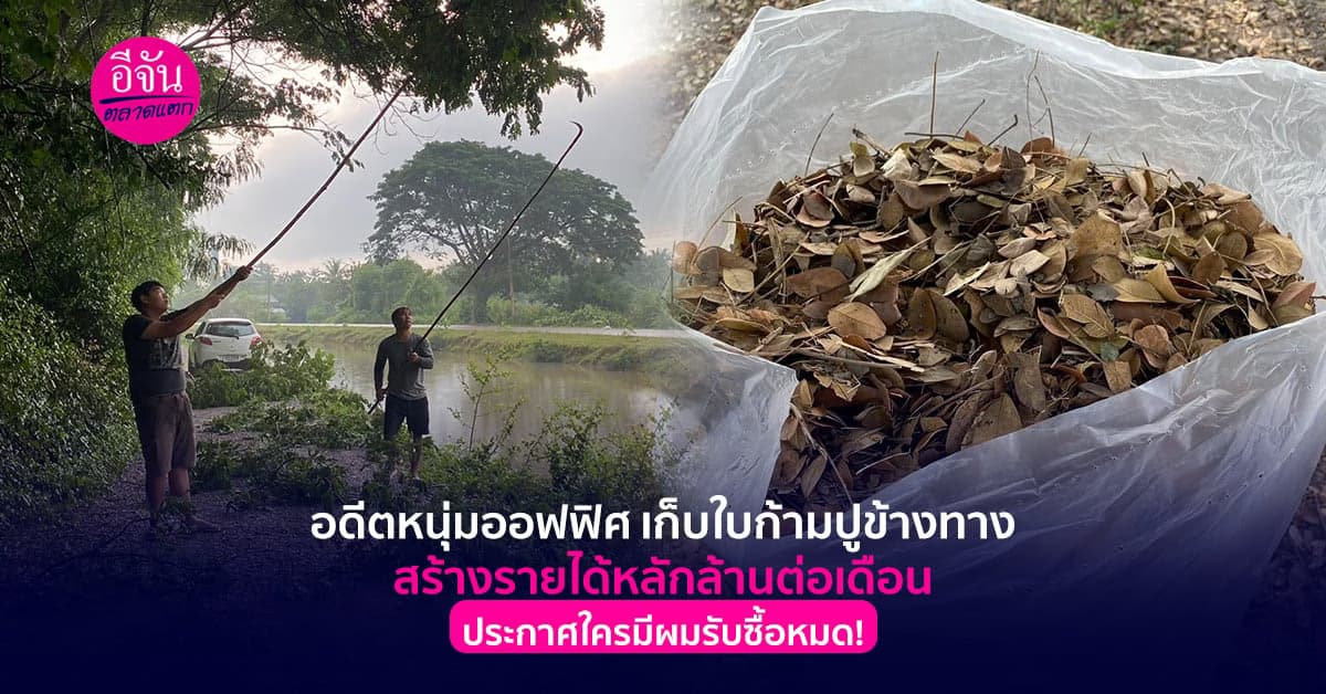 อดีตหนุ่มออฟฟิศ เก็บใบก้ามปูข้างทาง สร้างรายได้หลักล้านต่อเดือน