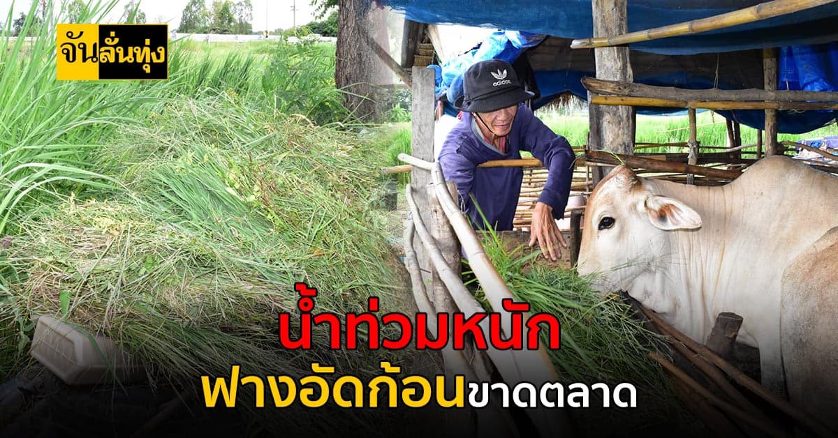 น้ำท่วมเดือดร้อนหนัก! ฟางอัดก้อนขาดตลาด ไม่พอเลี้ยงวัวควาย
