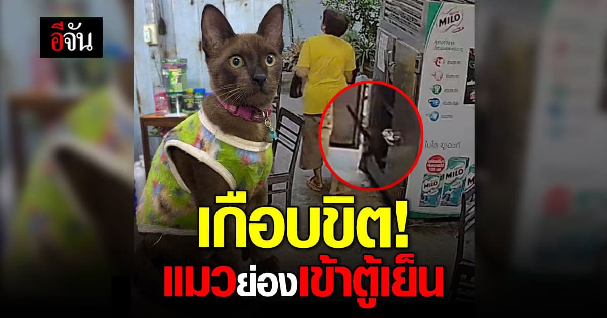 ทาสแมวระวัง! แมวนักสำรวจแอบย่องเบาเข้าไปในตู้เย็น โชคดีมีเพื่อนช่วย