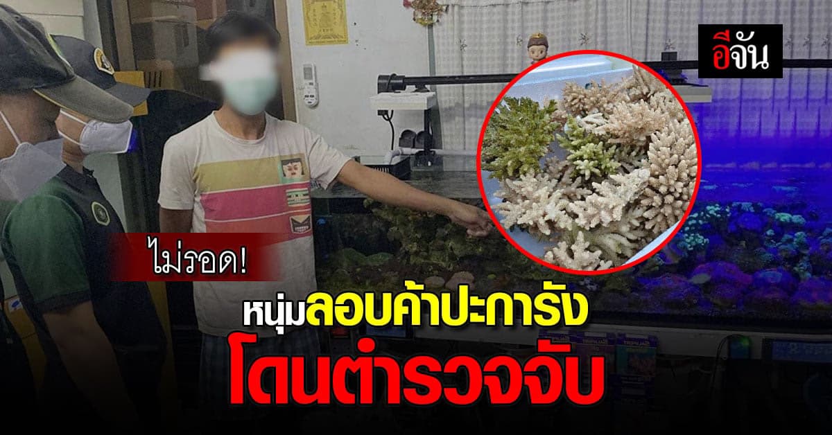 ลอบขายก็จับอีก ! ทช. บุกจับ หนุ่มลอบขายปะการัง สืบต่อถึงนายทุนใหญ่