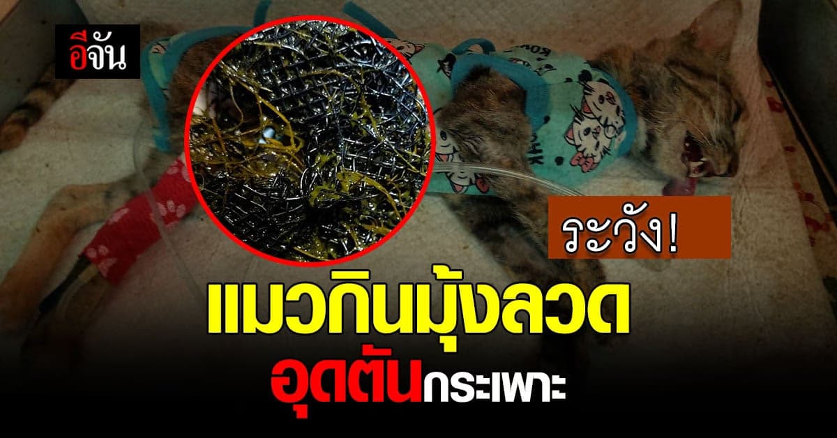สัตวแพทย์เตือน! แมวกินมุ้งลวด อุดตันกระเพาะอาหารเป็นก้อน