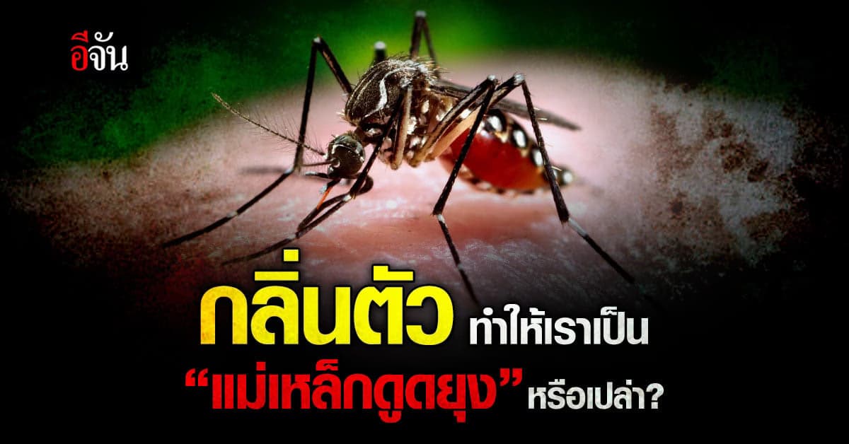 กลิ่นตัวเรา ทำให้เราเป็น “แม่เหล็กดูดยุง” หรือเปล่า?