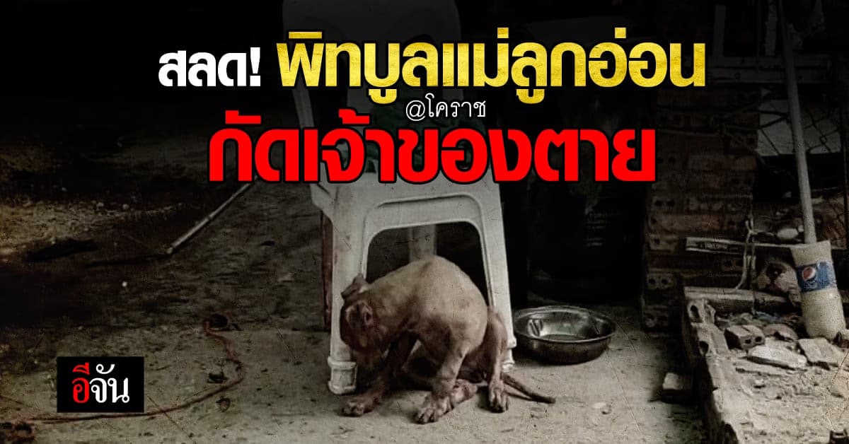 เจ้าของพิทบูล ชะตาขาด ถูกสุนัขในบ้านกัดตาย หลังเข้าไปห้ามไม่ให้กัดกัน