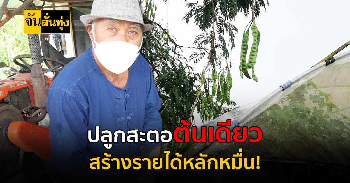ปลูกสะตอฝักใหญ่ เพียงต้นเดียวออกผลผลิตทั้งปี แถมสร้างรายได้หลักหมื่น