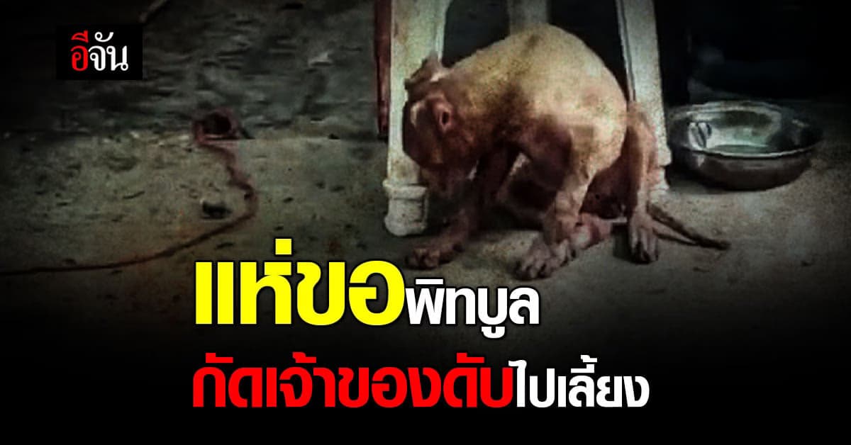 คนแห่ขอ พิทบูล ไปเลี้ยง! หลังขย้ำเจ้าของดับ