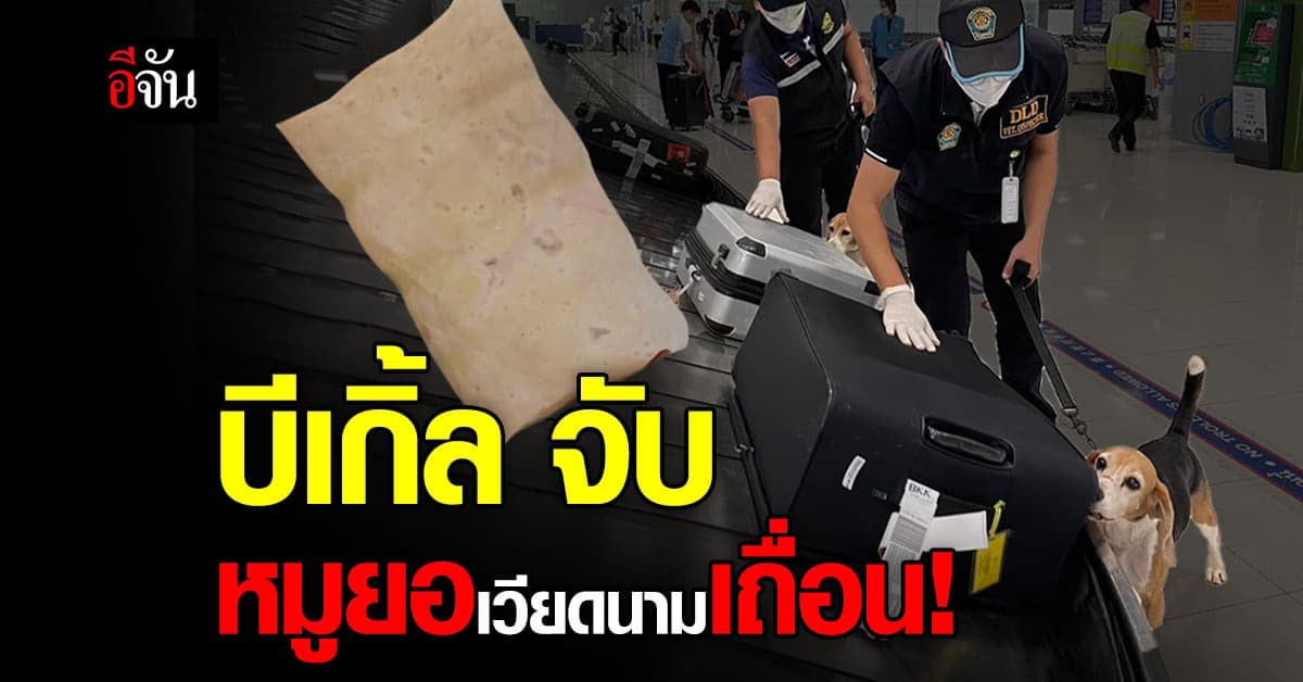 บีเกิ้ล สอย ผู้โดยสาร จาก ฮานอย ลอบนำเข้า หมูยอเวียดนาม