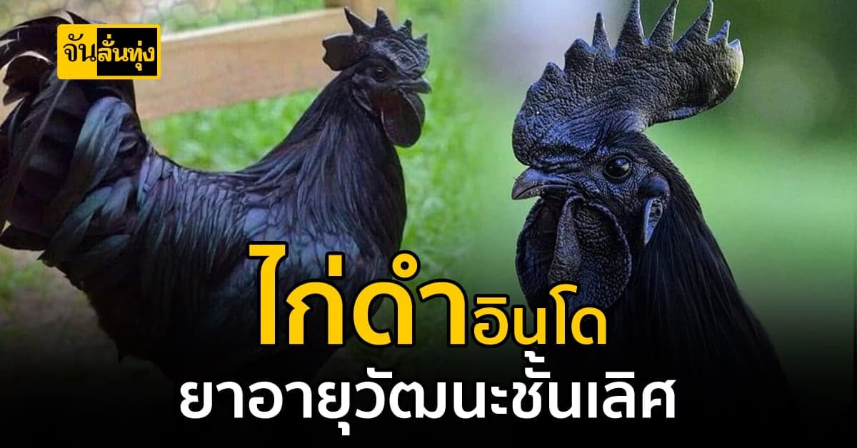 ไก่ดำสรรพคุณเป็นยาอายุวัฒนะ
