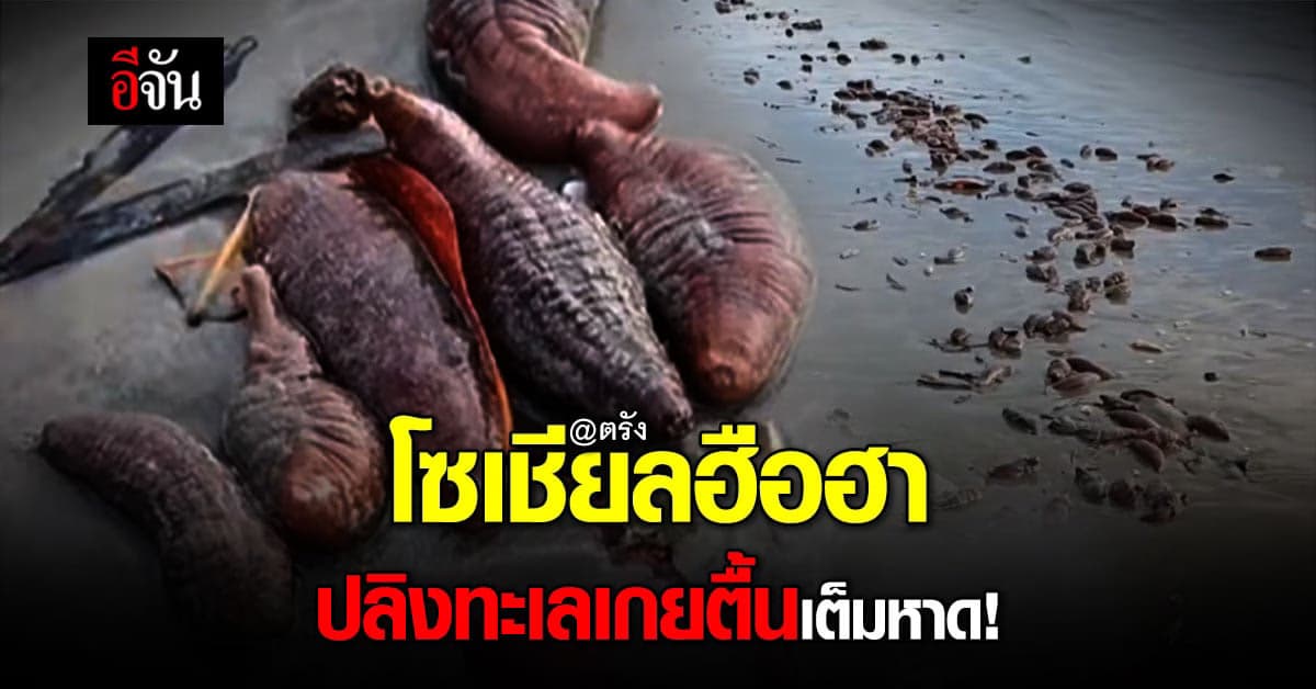 เกิดอะไรขึ้น? ปลิงทะเล เกยตื้นเต็มหาดปากเม็ง