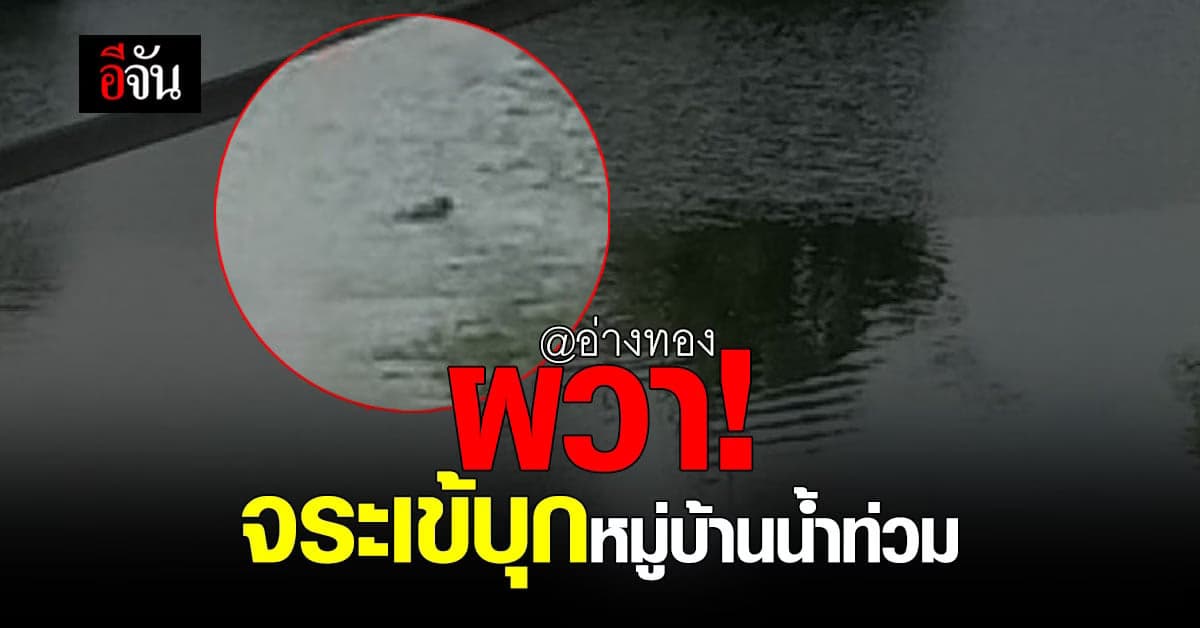 ชาวบ้านอ่างทอง พบ จระเข้ 2 ตัว ว่ายไปมาในหมู่บ้าน หลัง น้ำท่วมสูง