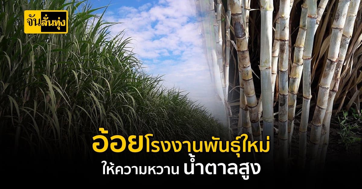 อ้อยโรงงานพันธุ์ใหม่ กวก. นครสวรรค์ 1 ให้ความหวานน้ำตาลสูง