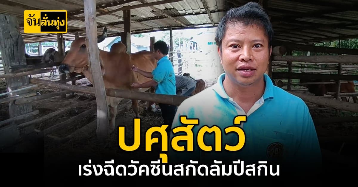 กรมปศุสัตว์ เร่งฉีดวัคซีน ป้องกันสัตว์ป่วยจาก โรคลัมปีสกิน