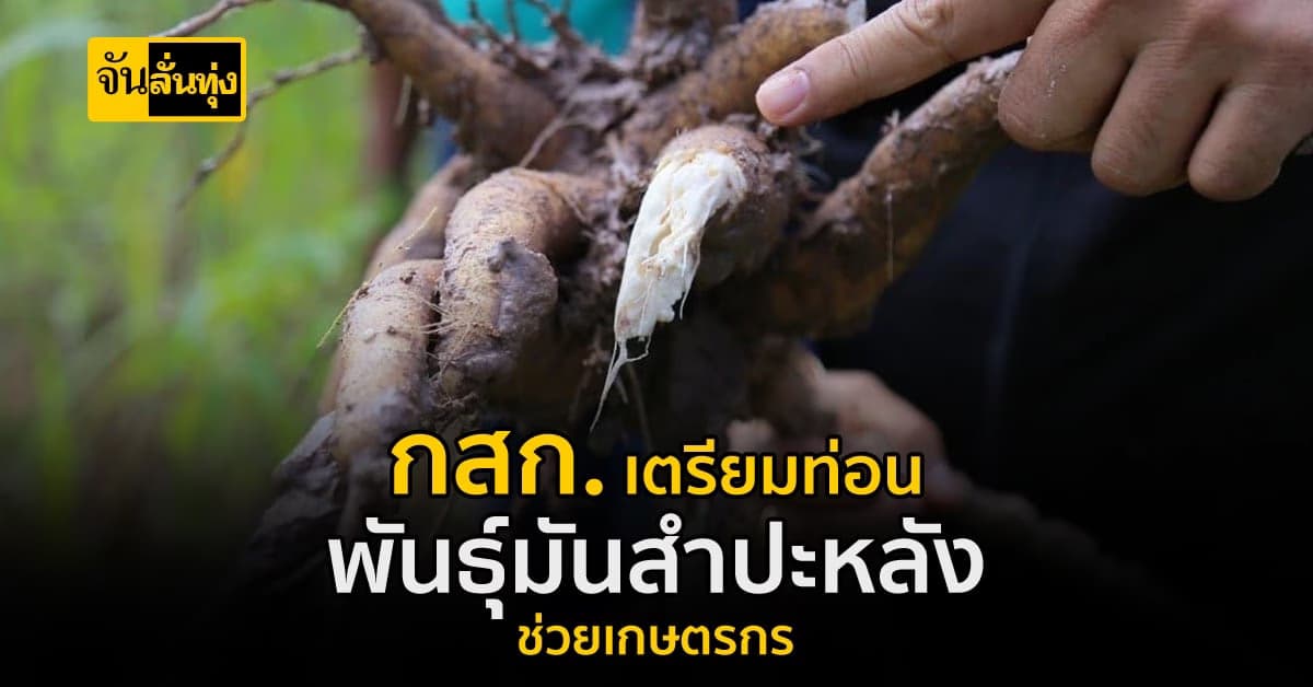 กสก. เตรียมท่อนพันธุ์มันสำปะหลัง ช่วยเกษตรกร