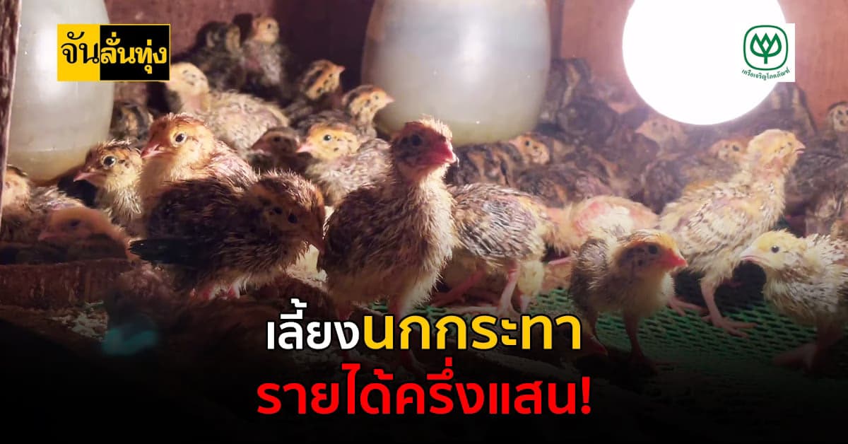 เกษตรกรตรัง เลี้ยงนกกระทา สร้างรายได้ครึ่งแสน!