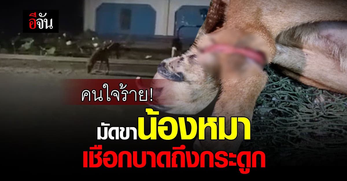 จิตอาสา ช่วยน้องหมา ถูกคนใจร้าย เอาเชือกมัดขา บาดลึกถึงกระดูก