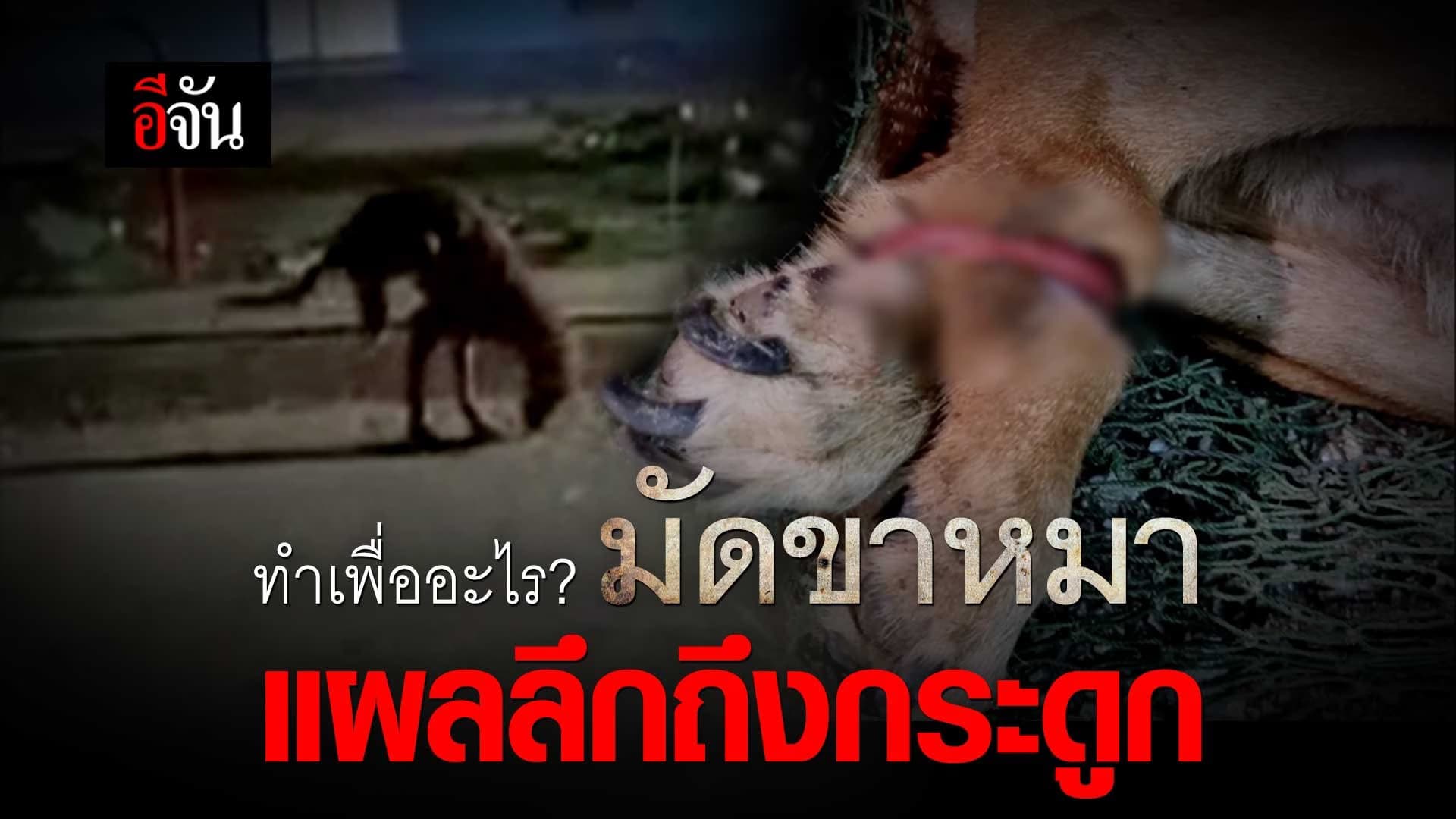 🎬 ทำเพื่ออะไร? มัดขาหมา แผลลึกถึงกระดูก