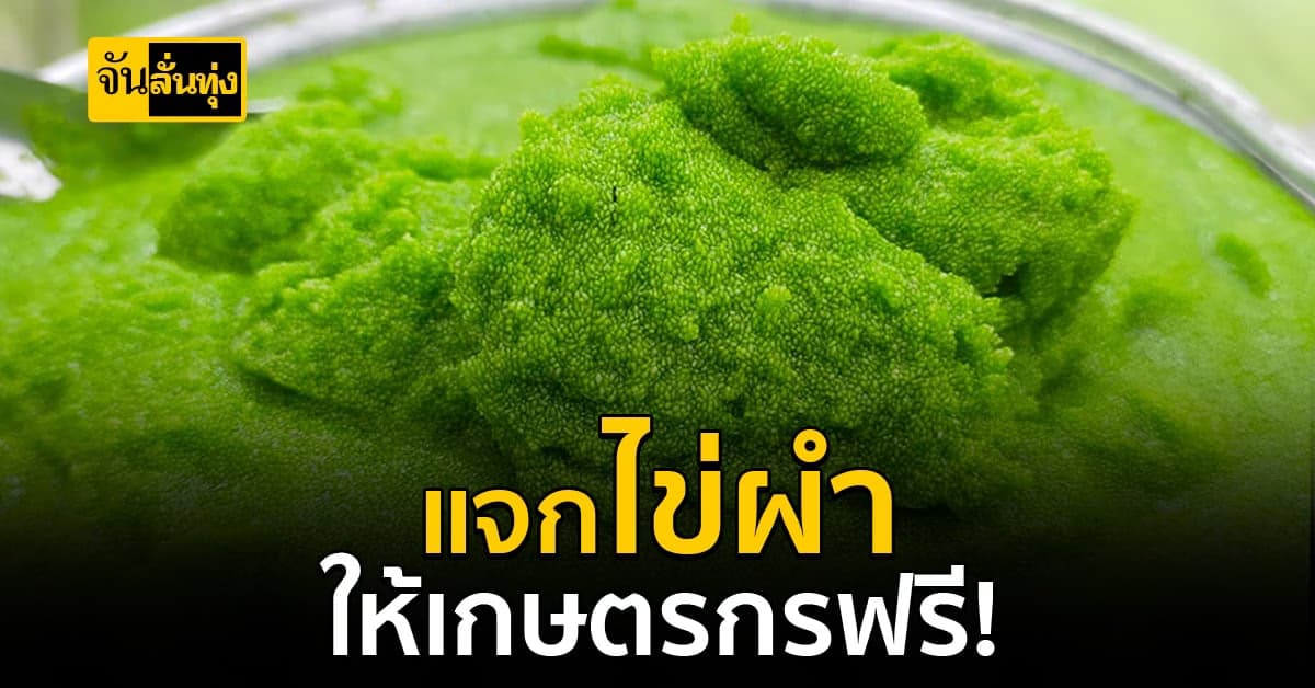ศพจ.ตรัง แจกไข่ผำแก่เกษตรกรฟรี!