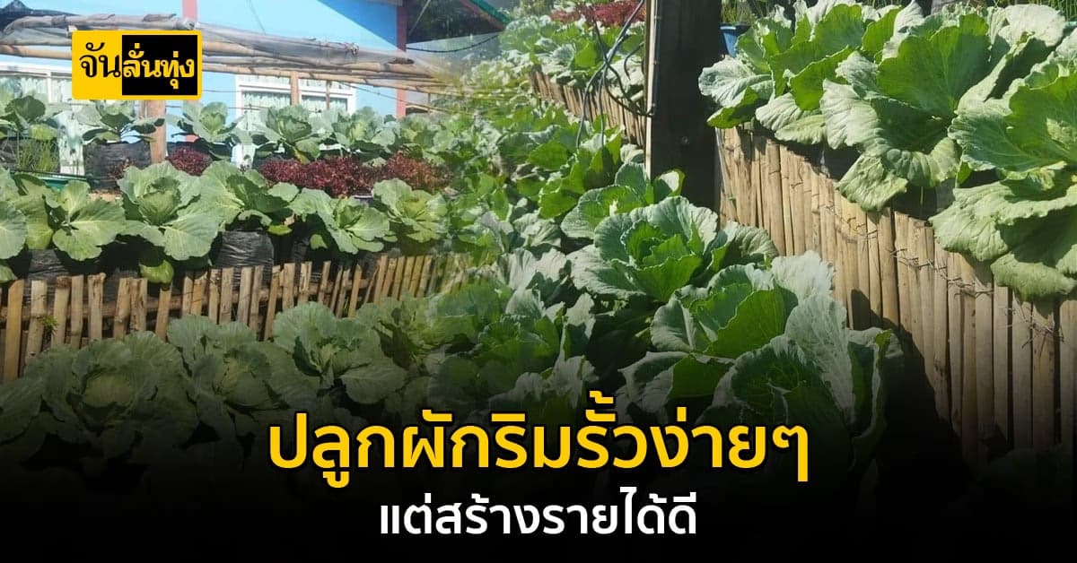 ทำสวนผักแบบริมรั้ว โดยใช้สูตรปุ๋ยปลาร้า ช่วยลดต้นทุนเพิ่มผลผลิต