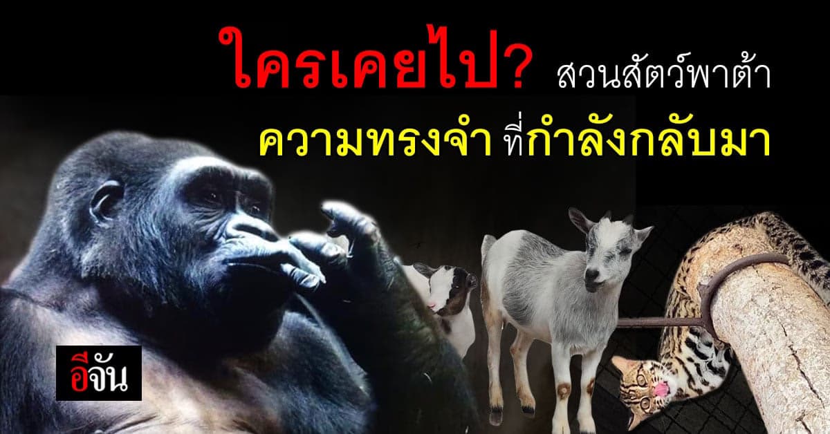 สวนสัตว์พาต้า สถานที่แห่งความทรงจำ กลับมามีชีวิตอีกครั้ง หลังฝ่ามรสุม