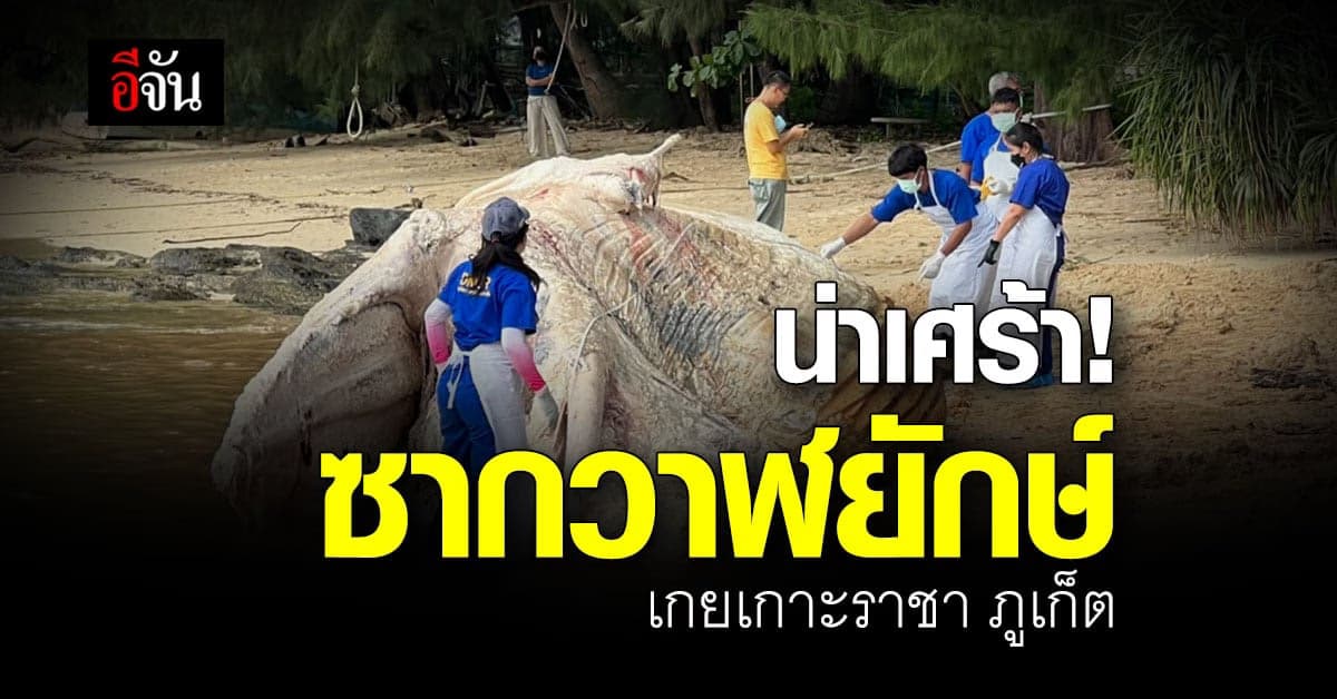 ซากวาฬยักษ์ เกยเกาะราชา จ.ภูเก็ต