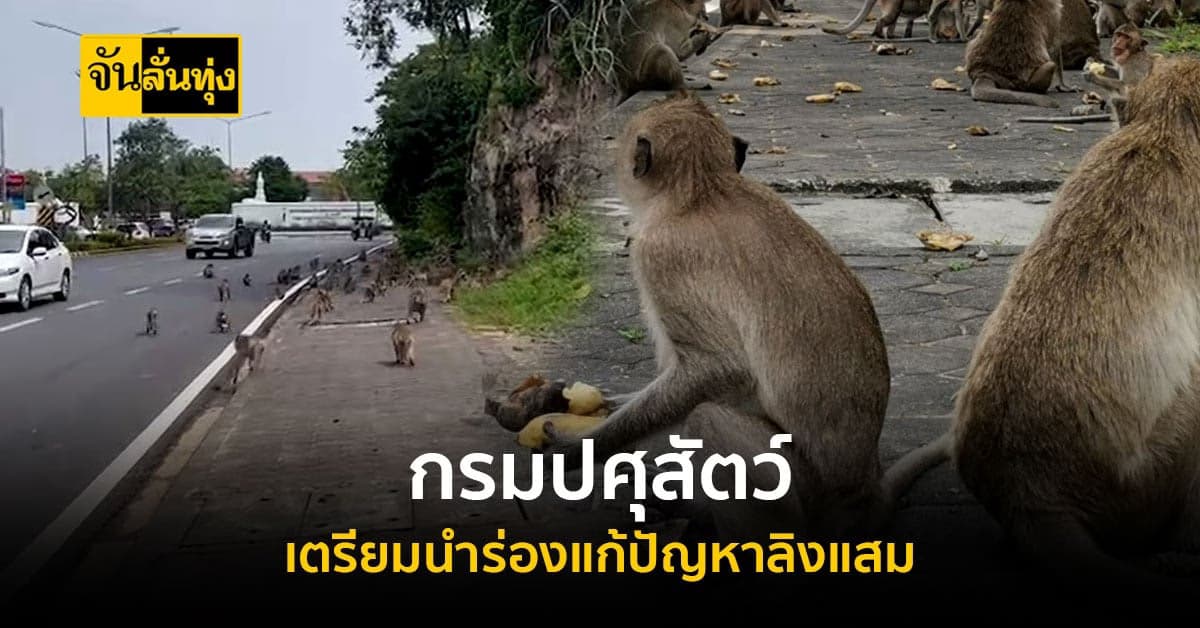 กรมปศุสัตว์ เตรียมนำร่องจัดระเบียบ ลิงแสม หลังมีเพิ่มจำนวนอย่างรวดเร็ว