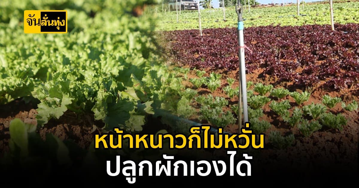 ผัก 5 ชนิดที่ควรเอามาปลูกช่วงหน้าหนาว