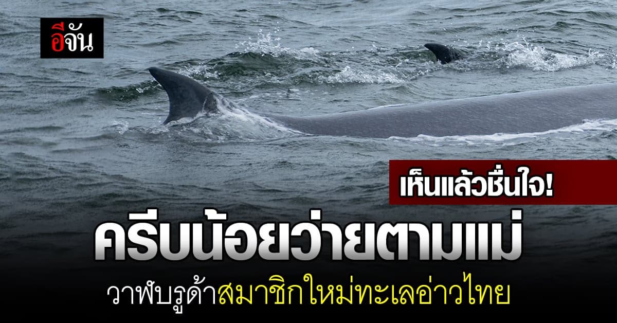 อวดโฉมให้ได้ว้าว! เจ้าวาฬบรูด้าน้อย สมาชิกตัวใหม่ของทะเลอ่าวไทย