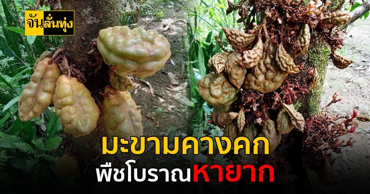 ต้นมะขามคางคกพืชโบราณหายาก รักษาโรคเลือด โรคมะเร็ง