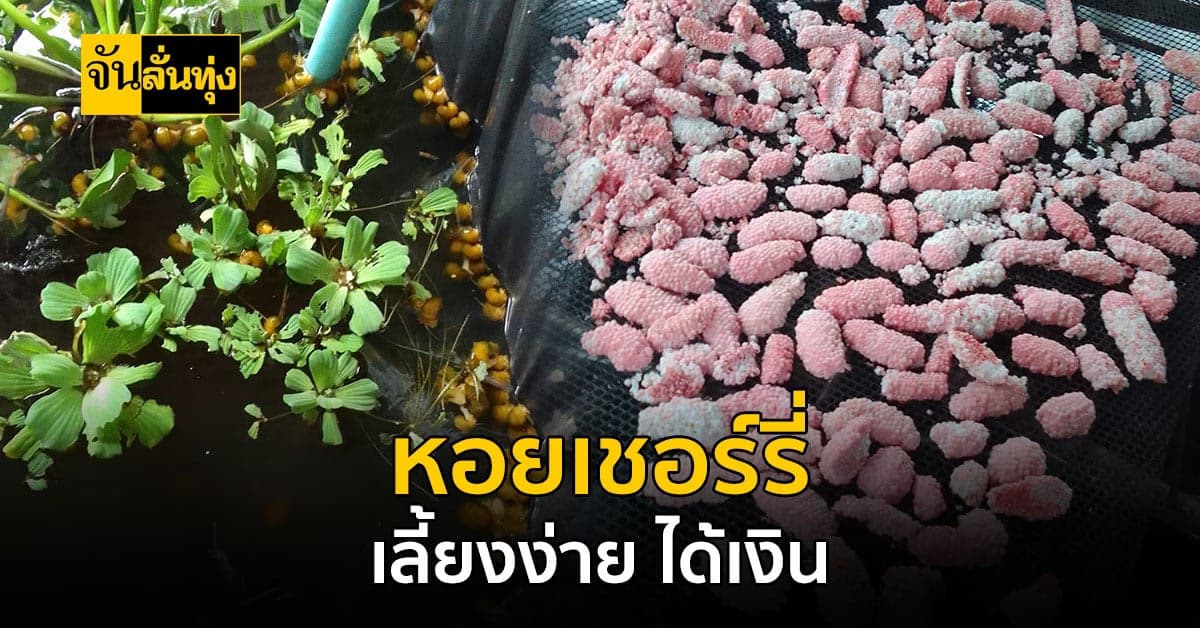 หอยเชอรี่สัตว์สร้างเงิน เลี้ยงง่าย ไม่ต้องลงทุน