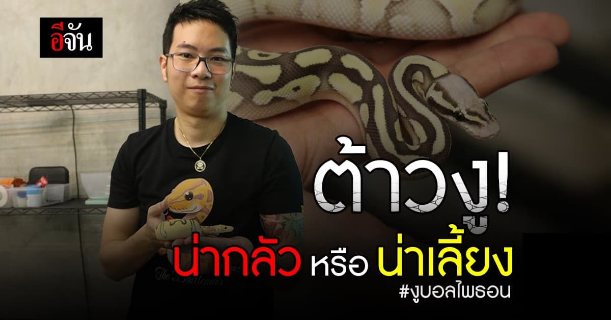 บุกถิ่น ฟาร์มงู The Balltender หาคำตอบ งูบอลไพธอน น่ากลัว-น่าเลี้ยง?