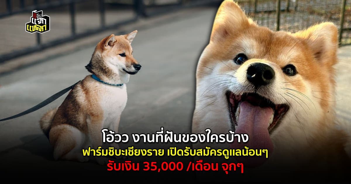 ฟาร์มชิบะเชียงราย หาคนดูเเลน้องหมา เงินเดือนดีสวัสดิการเพียบ