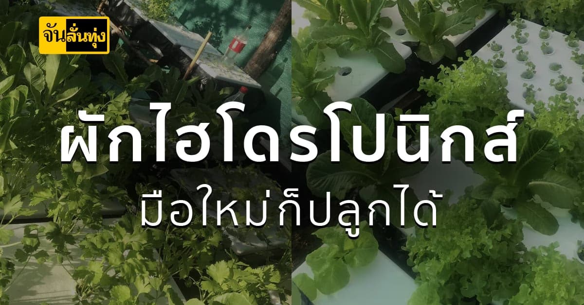 สาวตกงาน หันมาทำสวนผักเล็กๆ ปลูกเองทำเอง ใช้ทุนน้อย