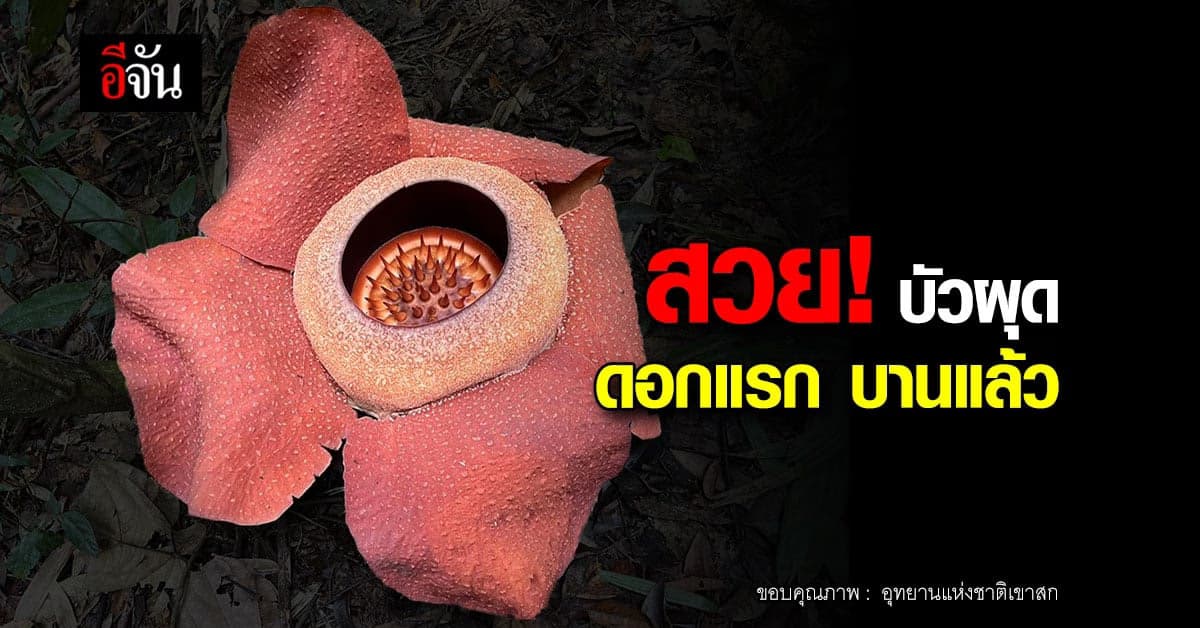 รู้จัก ดอกบัวผุด หรือ บัวตูม