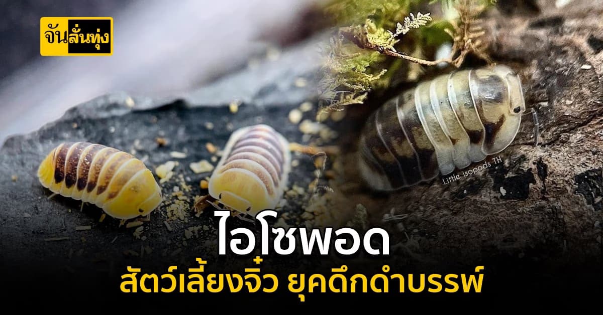 ทำความรู้จักและวิธีการเลี้ยง ไอโซพอด สัตว์เลี้ยงดึกดำบรรพ์