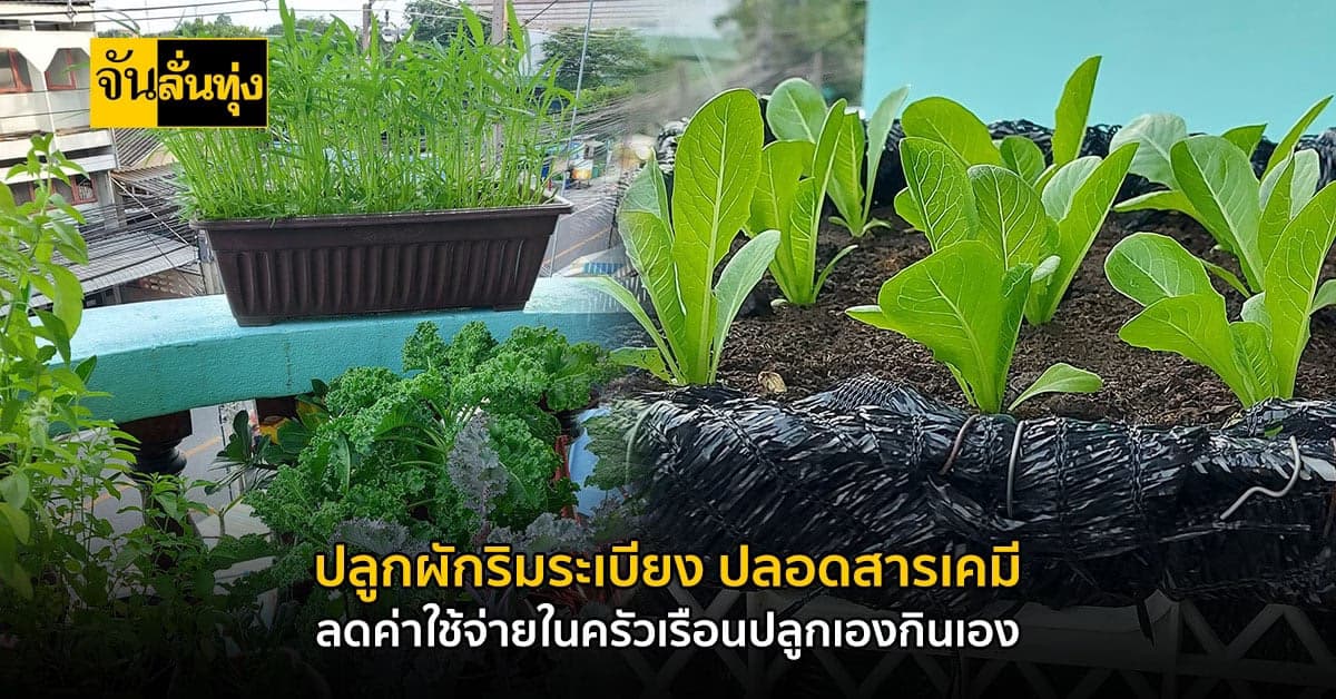 ปลูกผักริมระเบียง ปลูกเองกินเอง คนพื้นที่น้อยก็สามารถทำได้