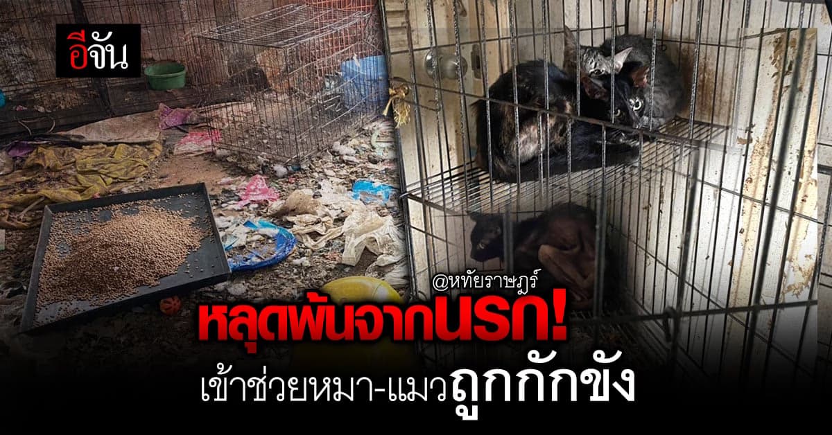 มูลนิธิอนุรักษ์ช้างฯ ร่วม ปศุสัตว์ ช่วยแมวถูกขัง จนต้อง กินซากกันเอง