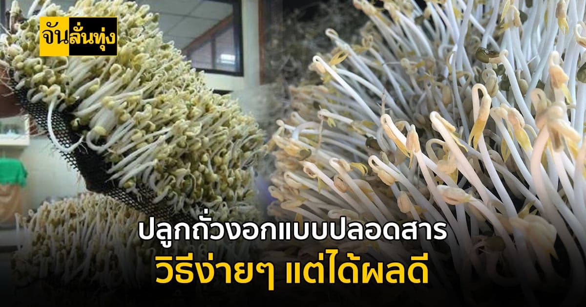 ถั่วงอก ไร้สารเคมี ปลูกกินเองที่บ้านได้ง่ายๆ