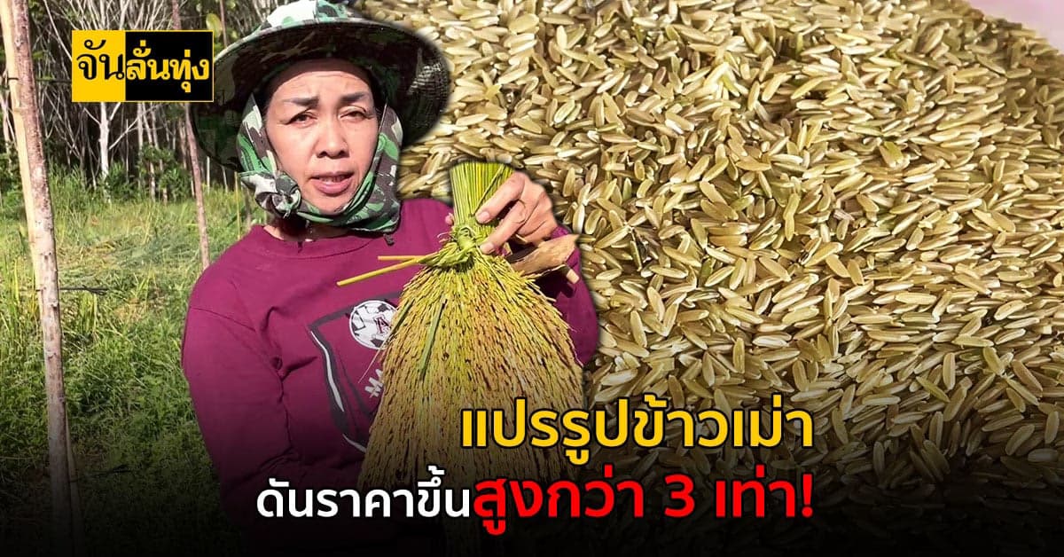 เกษตรกรตรัง แปรรูปข้าวเม่า สามารถเพิ่มมูลค่าขึ้นกว่า 3 เท่า!