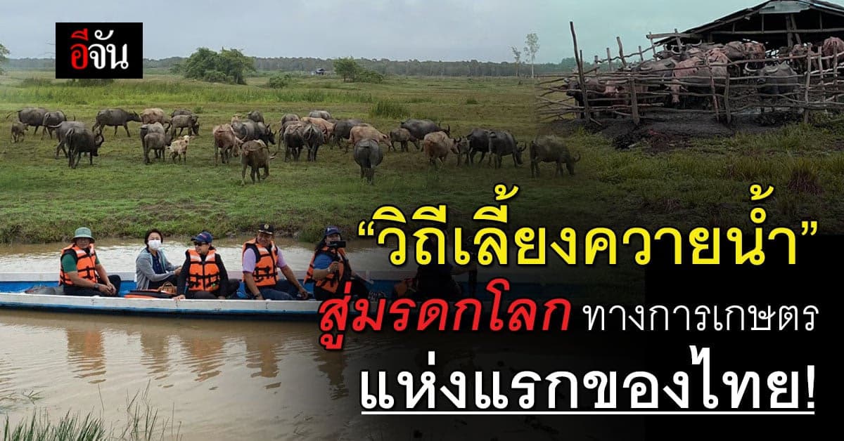 ควายน้ำ ทะเลน้อย มรดกโลกทางการเกษตรแห่งแรกของไทย