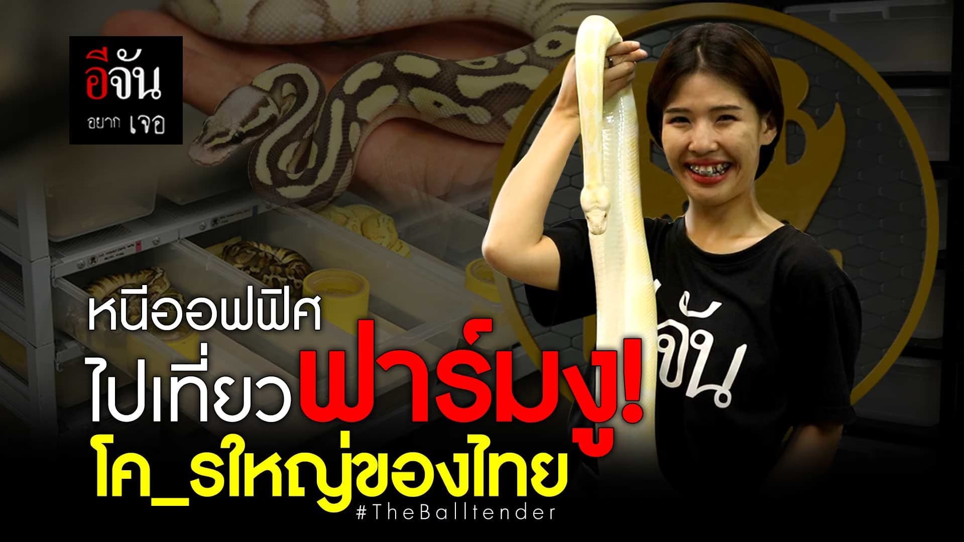 🎬 หนีออฟฟิศ ไปเที่ยวฟาร์มงู ! โคตรใหญ่ของไทย TheBalltender