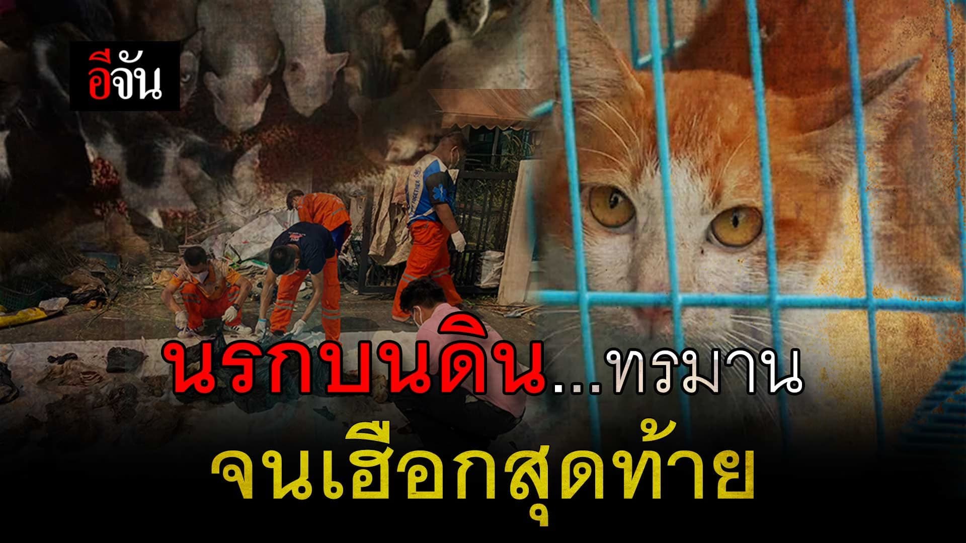 🎬 นรกบนดิน…. แมวถูกขัง