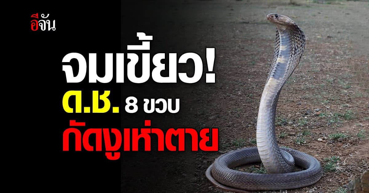 งูกัดต้องกัดตอบ! เด็ก 8 ขวบ อินเดียกัดงูเห่าตายคาปาก