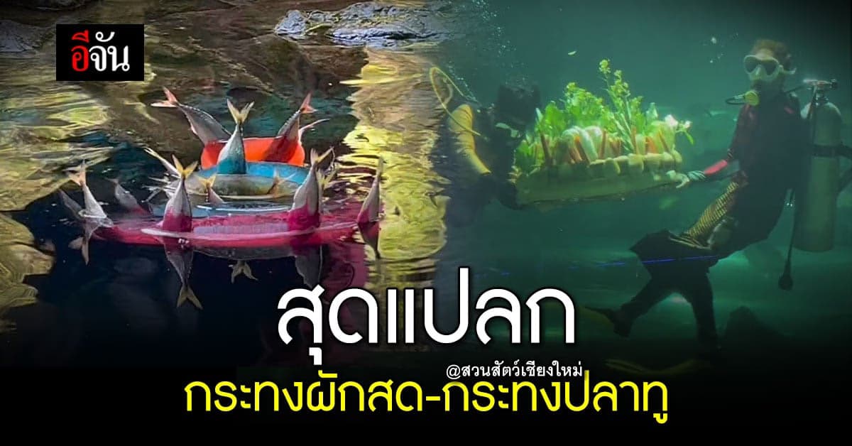 สวนสัตว์เชียงใหม่ จัดลอยกระทงปลาทู ให้ เพนกวินฮัมโบลด์ รับลอยกระทง